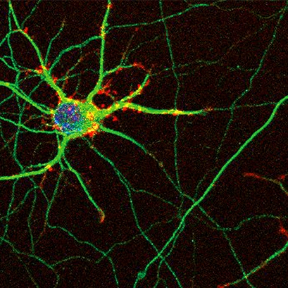 neurons.png